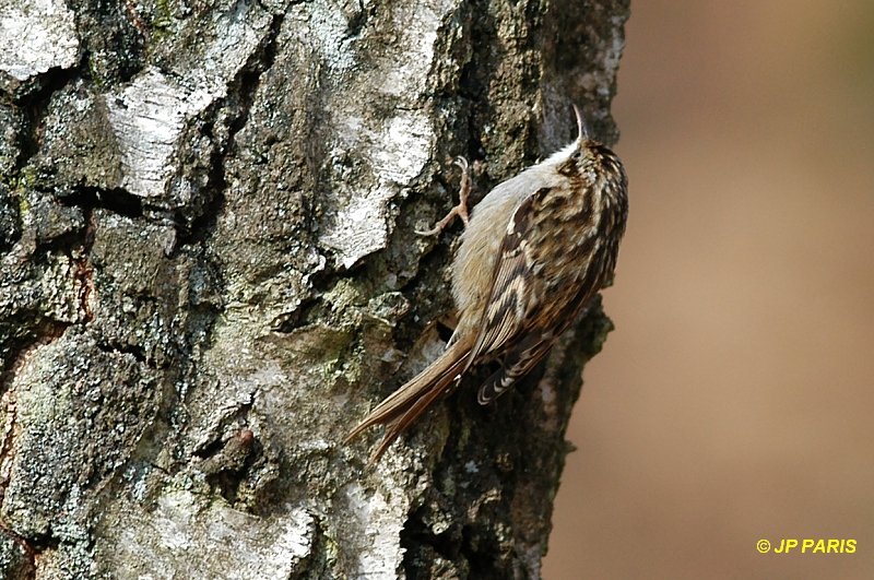 Certhia brachydactyla